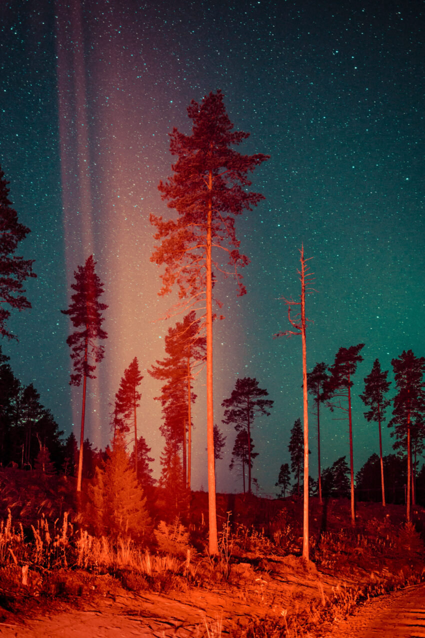 Maria Lax Tree and stars photo