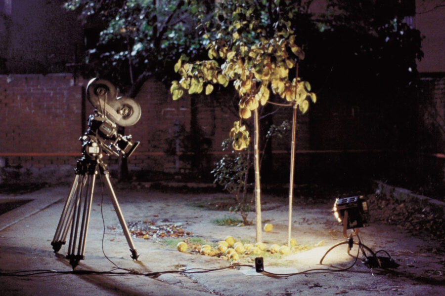 A film camera on a tripod faces a young fruit tree in a dark courtyard, lit by a work light.