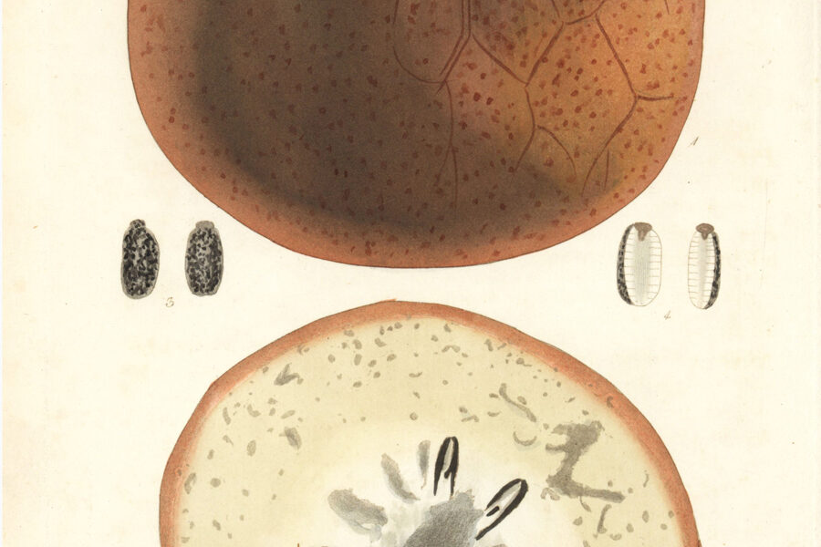 Hand-coloured botanical plate: a russet-brown fruit shown whole and in cross-section, with seeds.