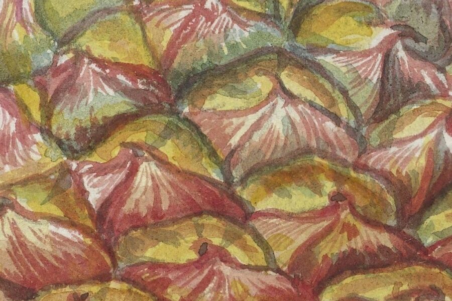 Jan Brandes, Ananas, 1785. Courtesy Rijksmuseum, Amserdam.