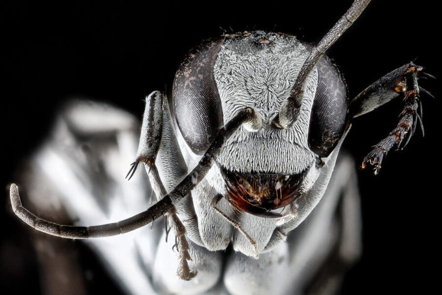 Sam Droege / Creative Commons