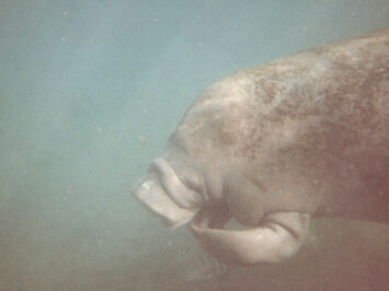 A manatee swimming. Dennis Matheson / Creative Commons.