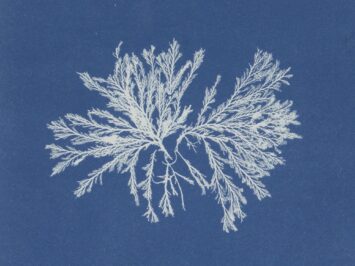 White plant on blue background. Detail of Anna Atkins, Polysiphonia cristata, ca. 1843–53. Courtesy Rijksmuseum, Amsterdam.