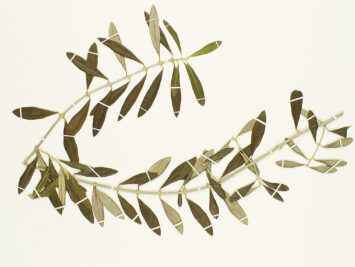 Image: Olive. From The Smithsonian.