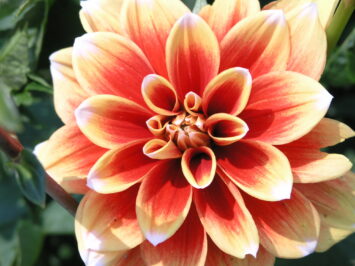 Close-up of a dahlia