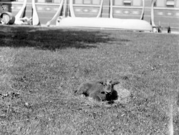 Bison Calf in the South Yard, United States National Museum Photographic Laboratory, circa 1887. Smithsonian.