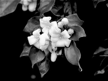 Tatiana Gerus / Creative Commons