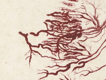 Jan l’Admiral (attributed to), Anatomische studie van een menselijk hart, ca. 1700-1750. Courtesy Rijksmuseum, Amsterdam..