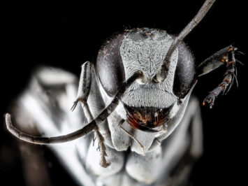 Sam Droege / Creative Commons