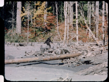 A still image from film of a creature running through the woods who appears to look like Bigfoot.